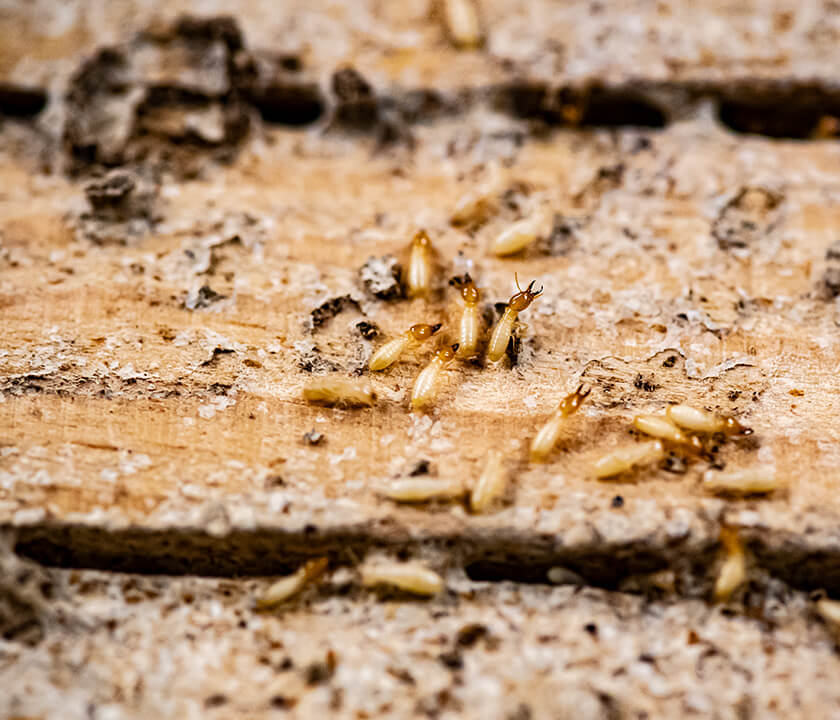 白蟻の被害をうけた一般構造材