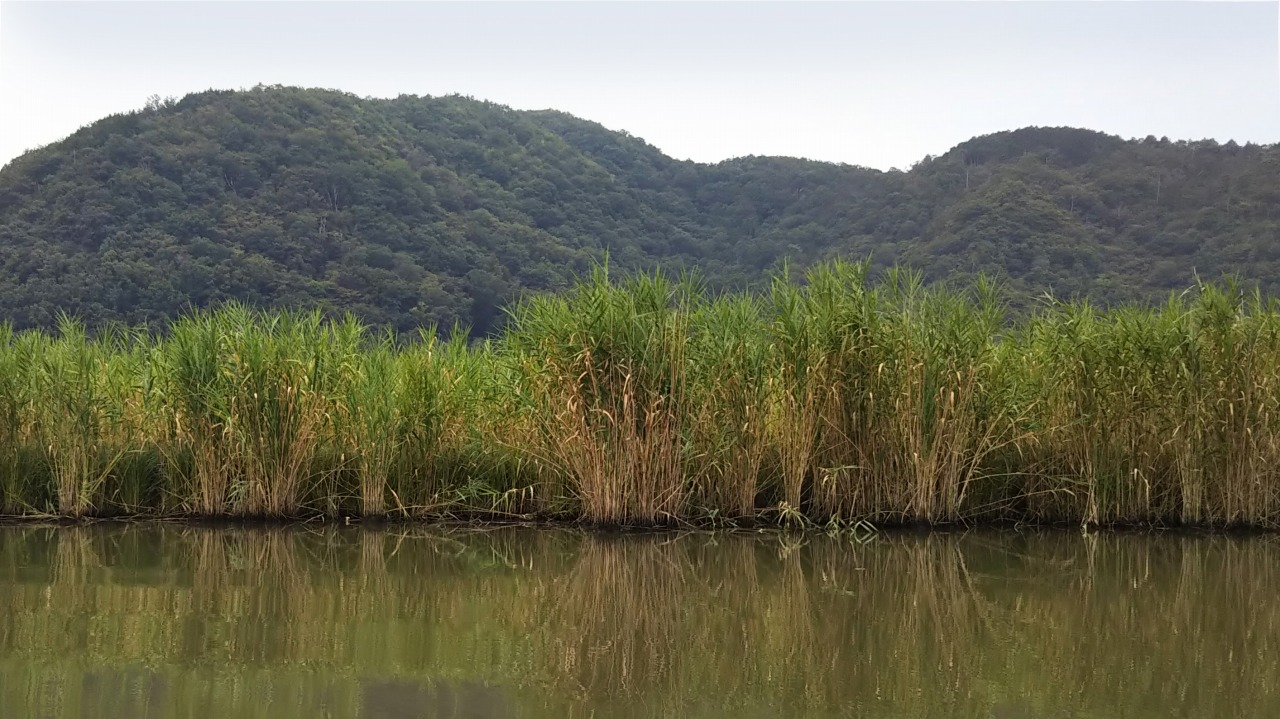 琵琶湖のヨシ